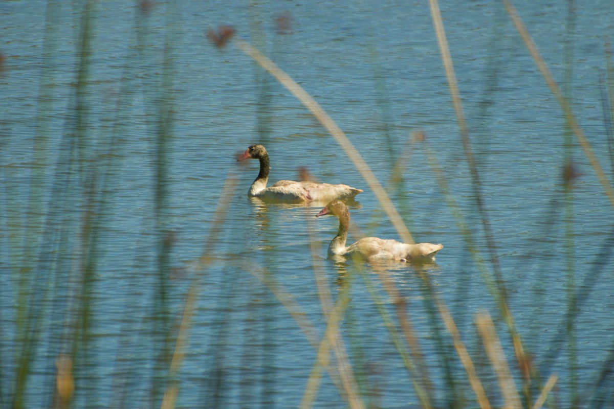 Black-necked Swan - ML91633101