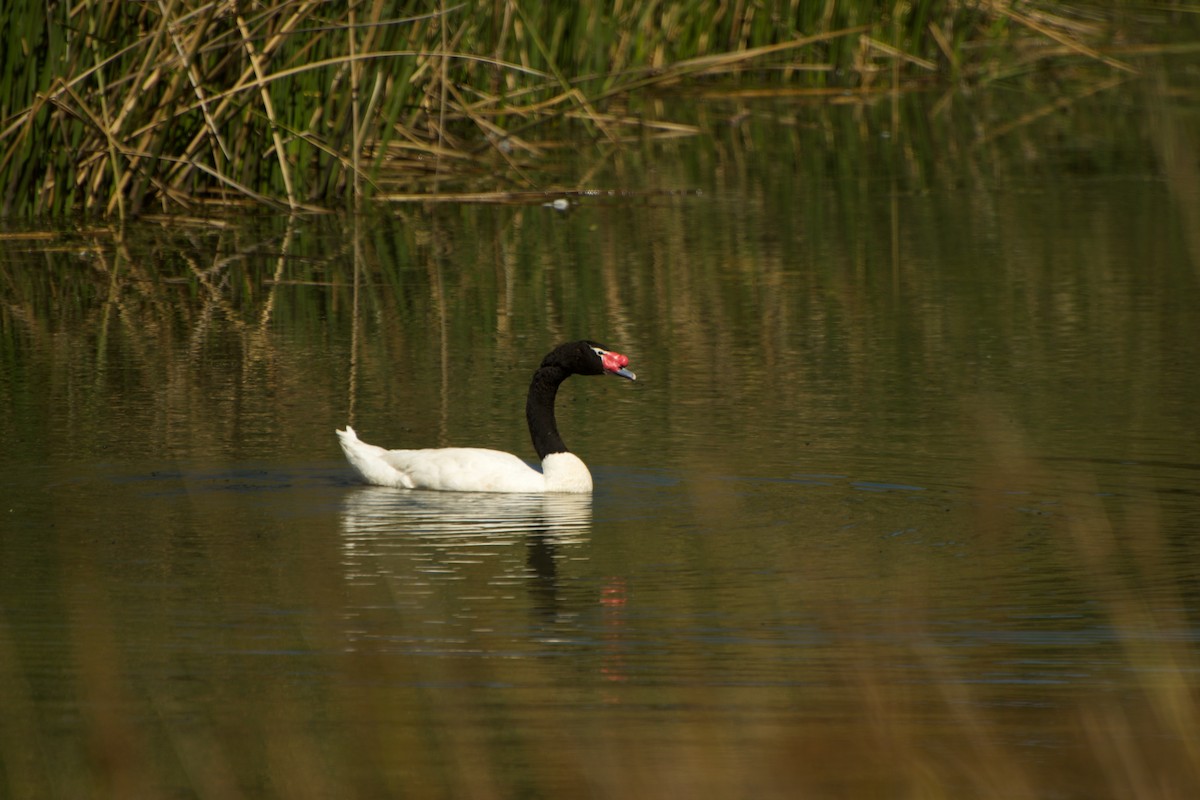 Black-necked Swan - ML91634081