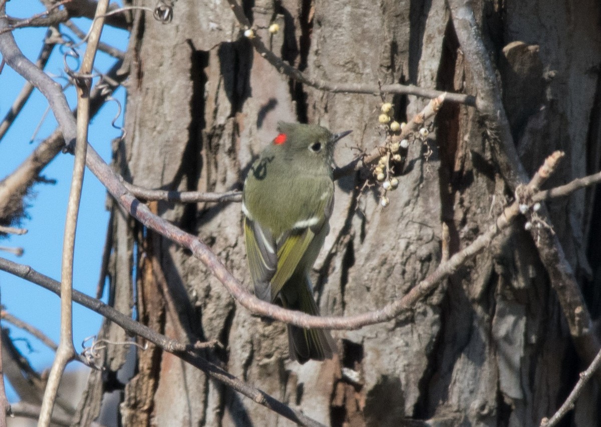 Ruby-crowned Kinglet - ML91634501
