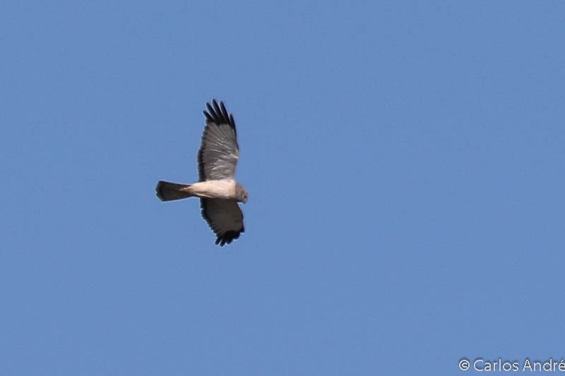 Northern Harrier - Carlos André