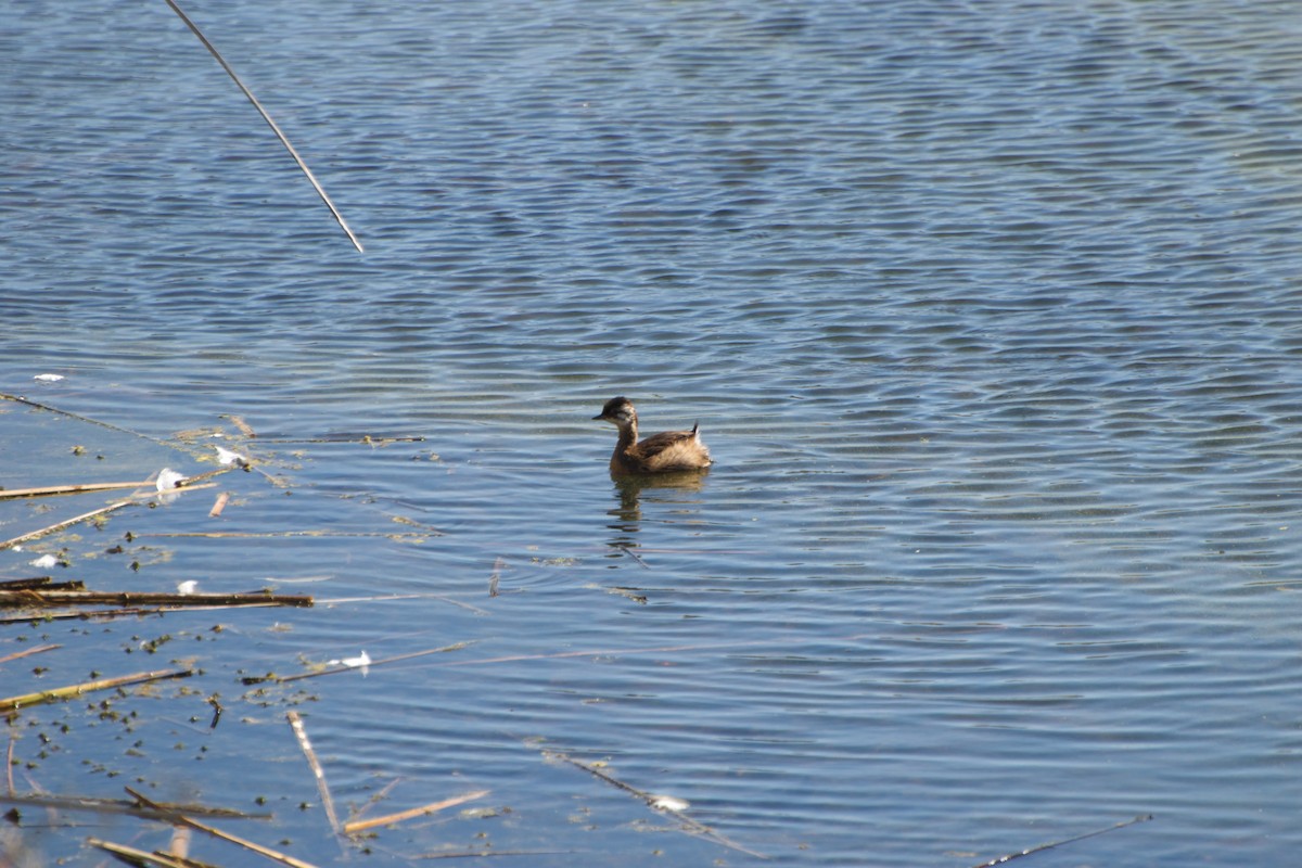 White-tufted Grebe - ML91634691