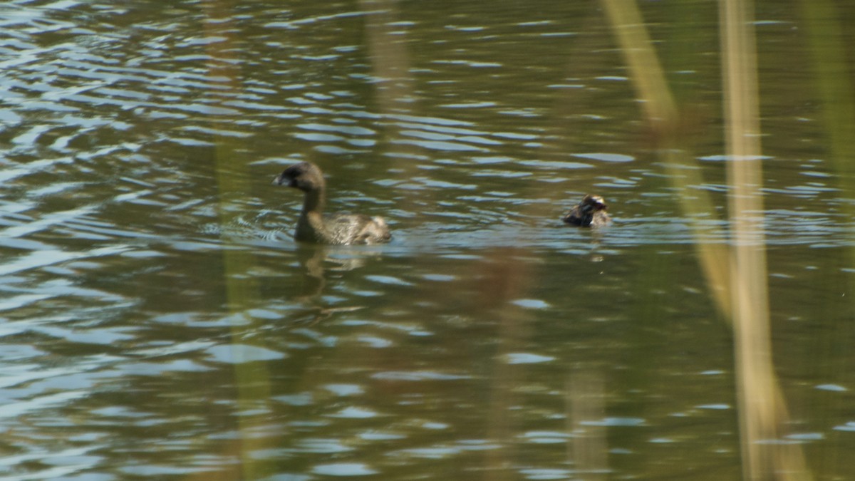 Pied-billed Grebe - ML91635431