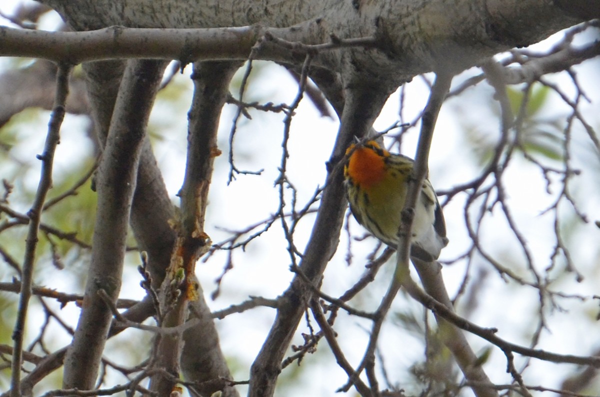 Blackburnian Warbler - Marie O'Neill