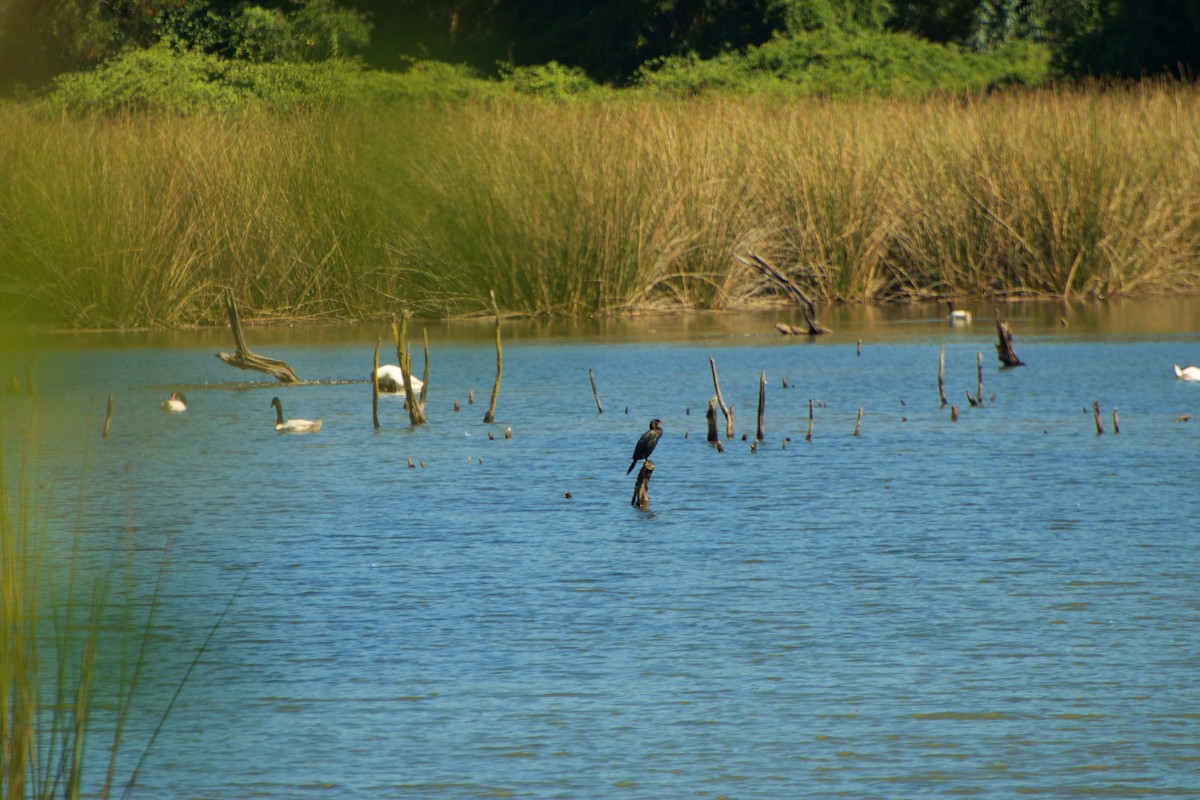 Neotropic Cormorant - ML91635731