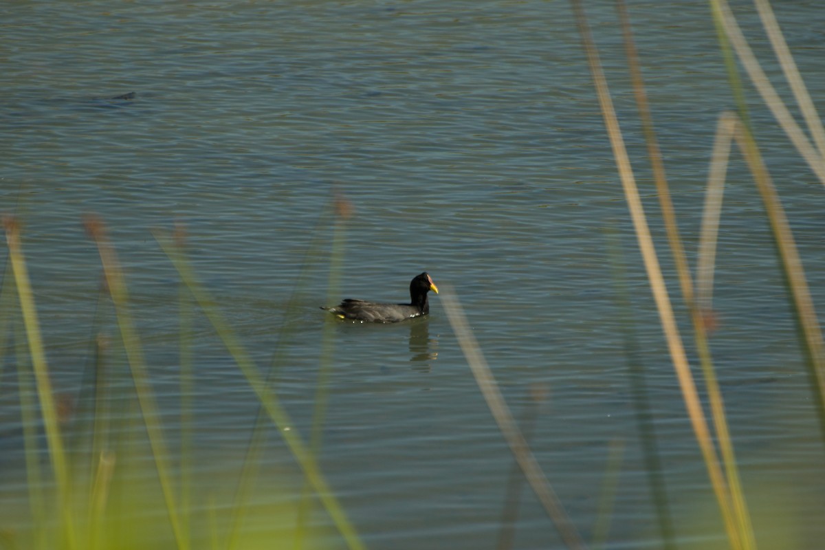 Red-fronted Coot - ML91637461
