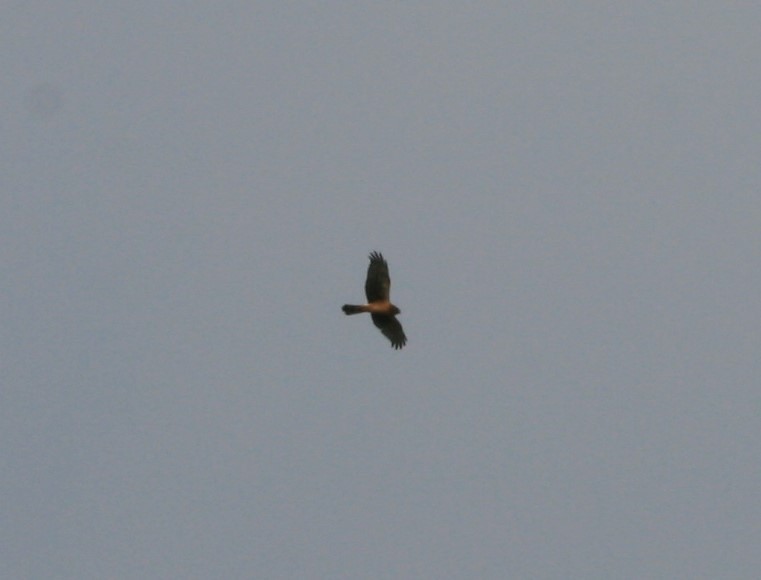 Northern Harrier - ML91639031