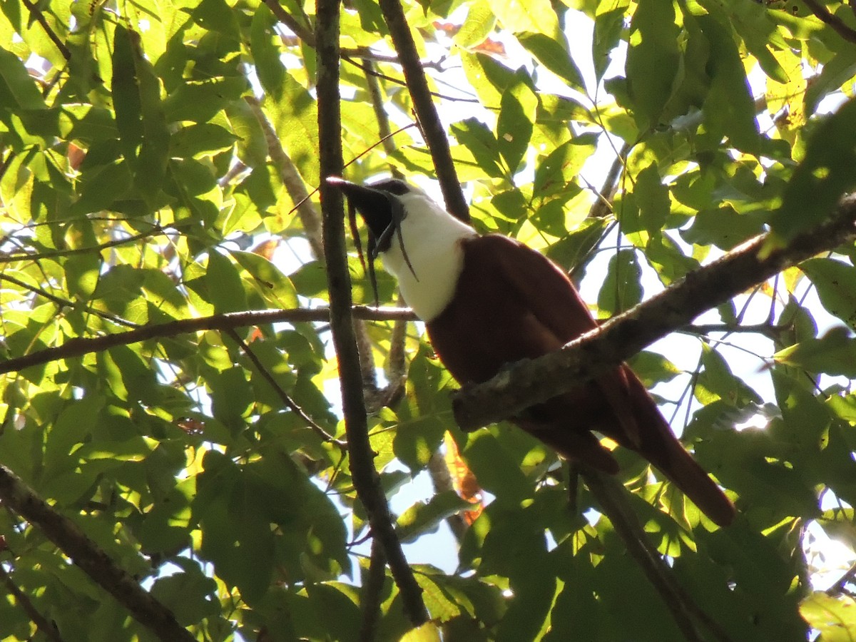 Three-wattled Bellbird - ML91642271