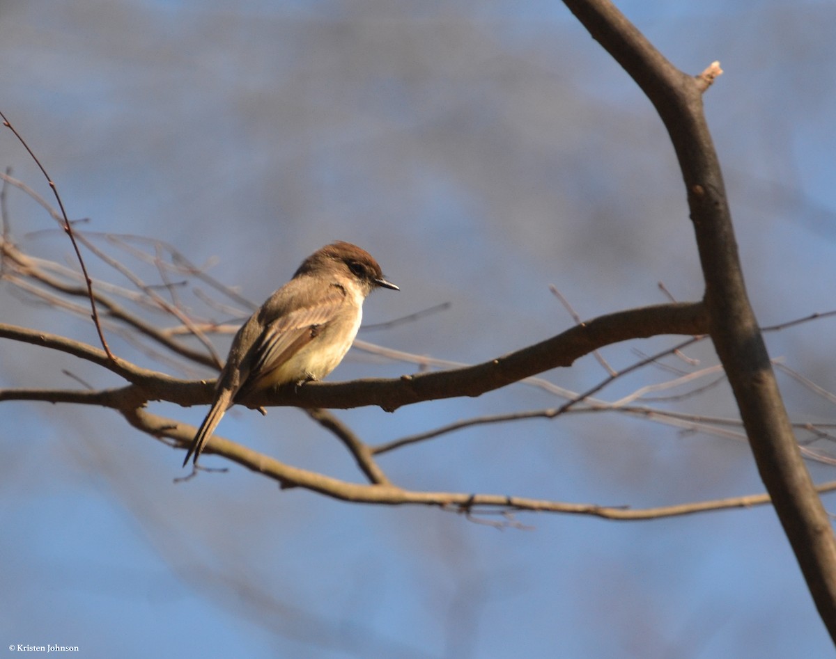 Eastern Phoebe - ML91642961