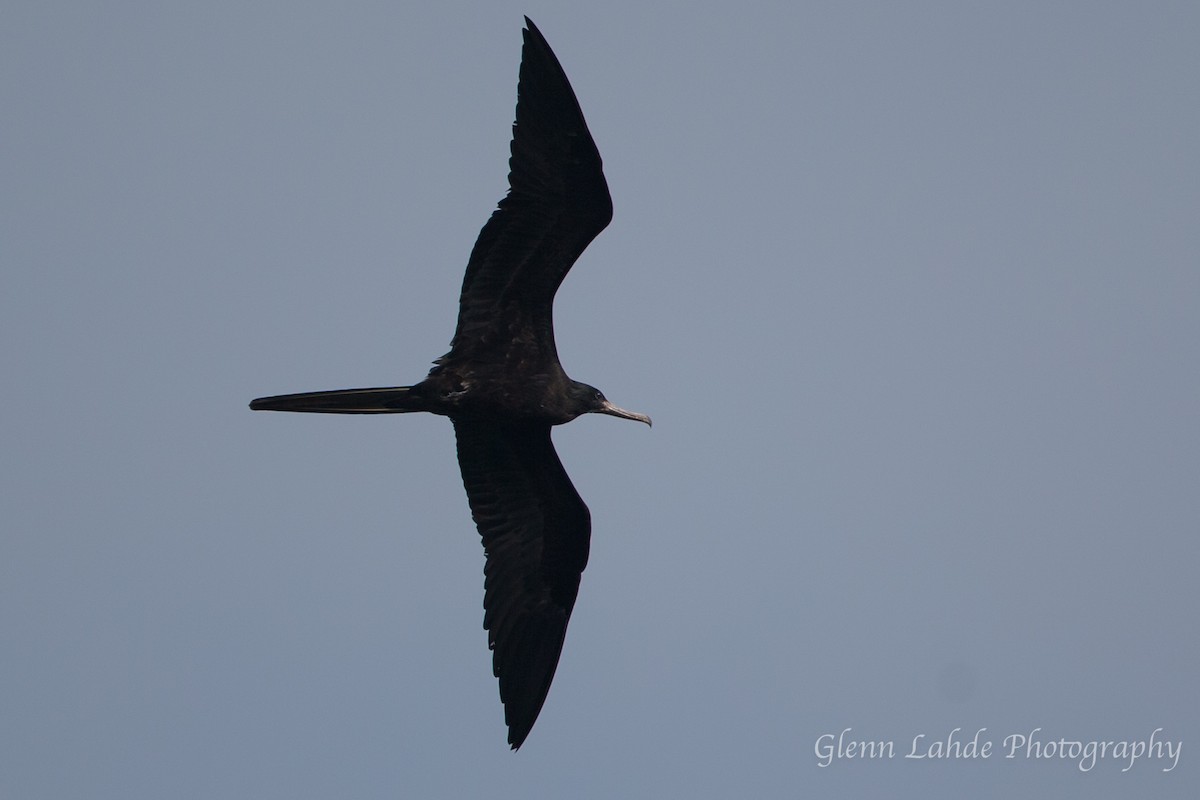 Magnificent Frigatebird - Glenn Lahde