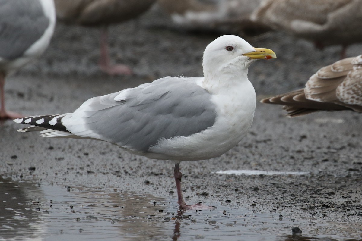 Iceland Gull (Thayer's) - Ken Chamberlain