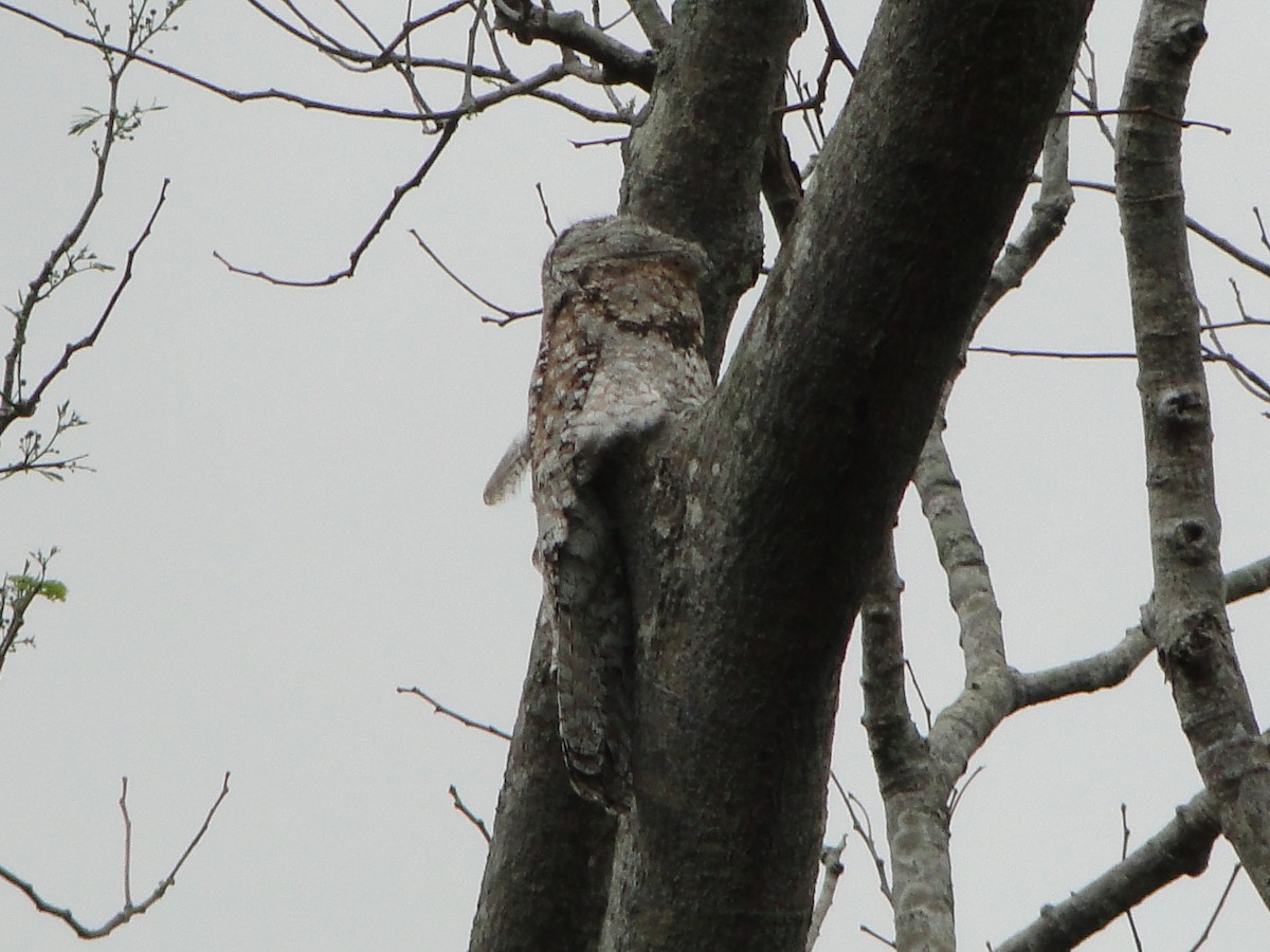 Great Potoo - Alberto Jose Navas Espinoza