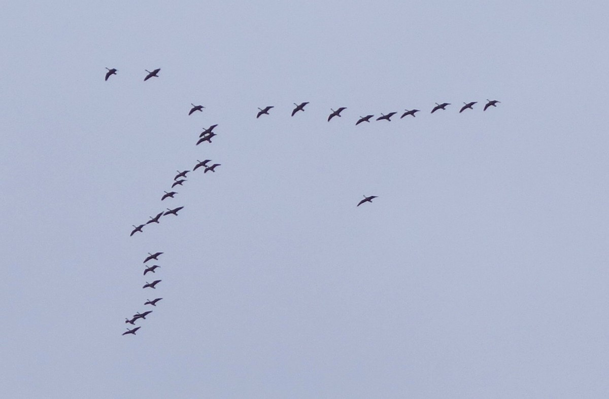 Canada Goose - ML91650141