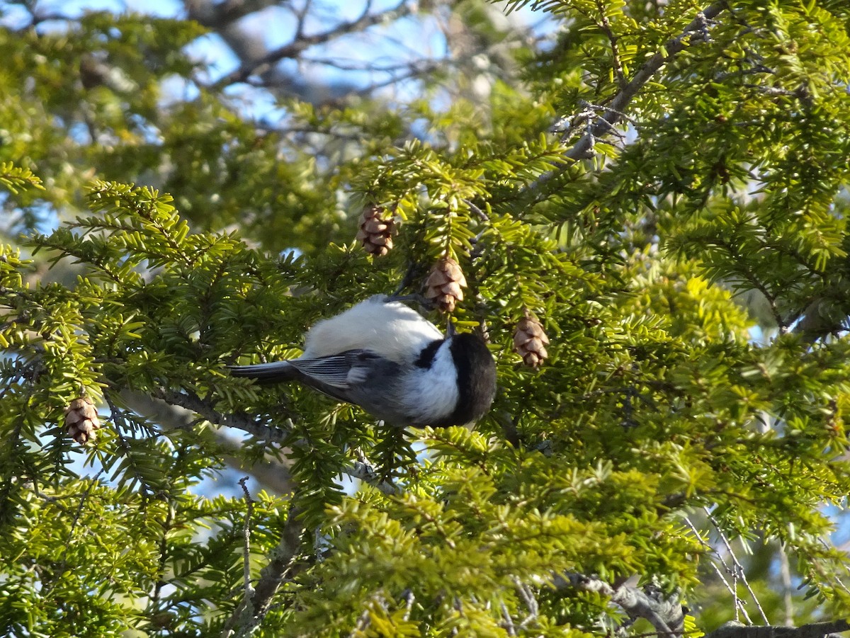 Black-capped Chickadee - ML91650811