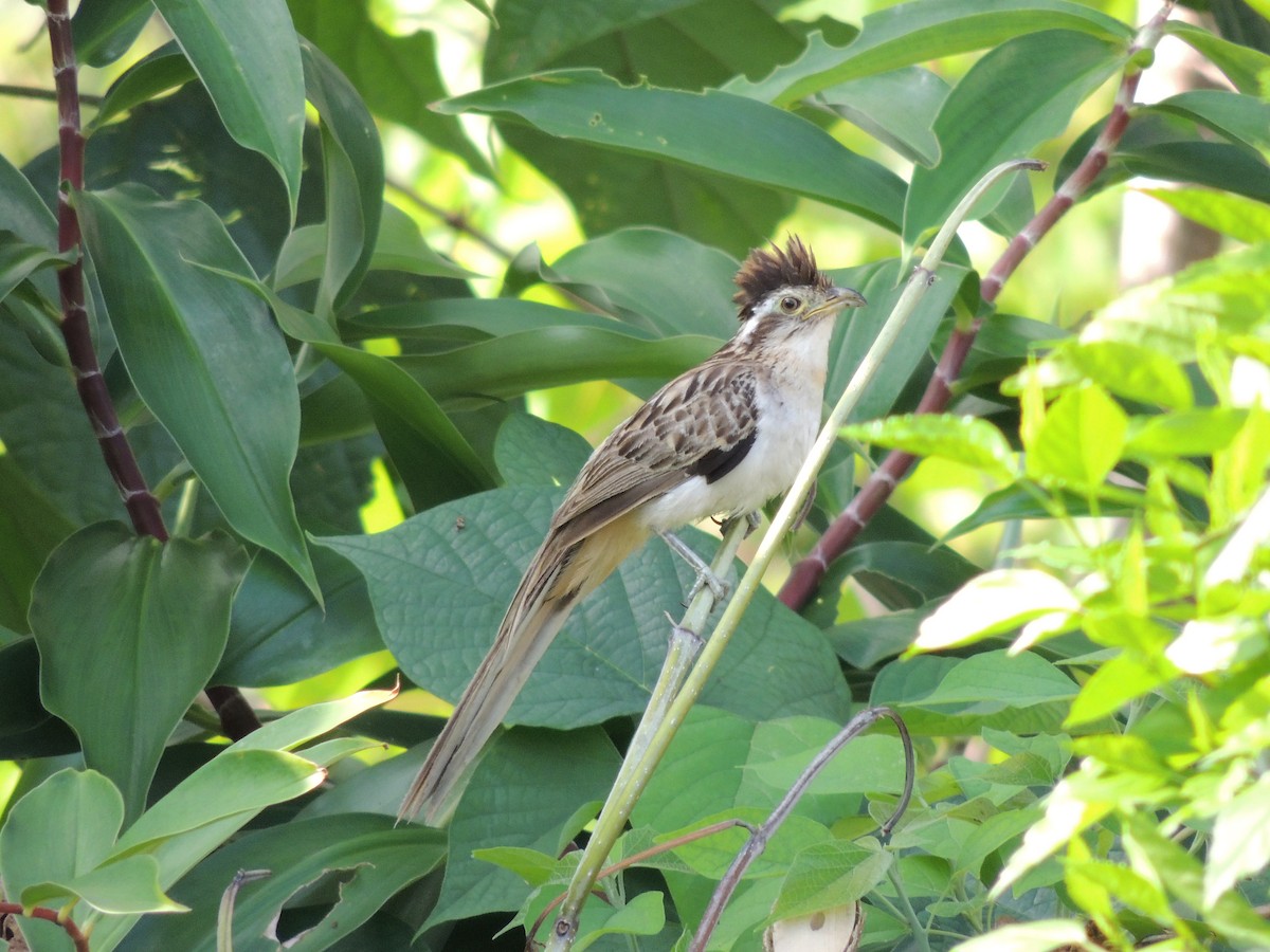 Cuclillo Crespín - ML91653841