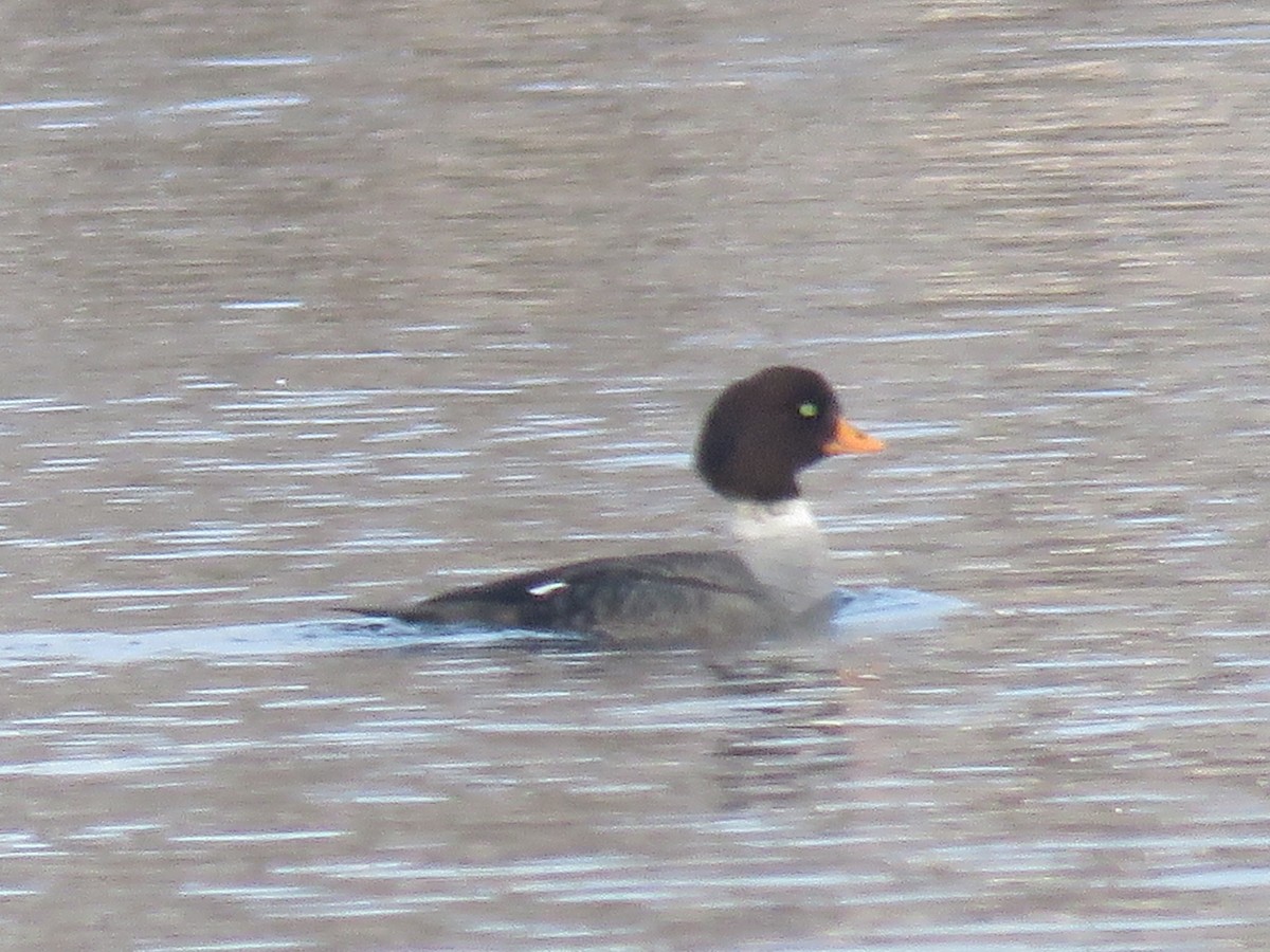 Barrow's Goldeneye - ML91654971