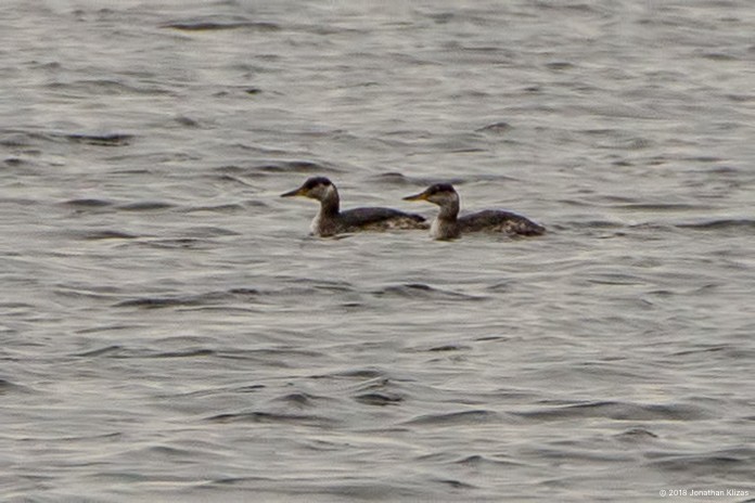 Red-necked Grebe - ML91655641