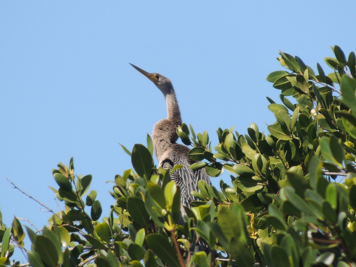 Amerika-Schlangenhalsvogel - ML91655951