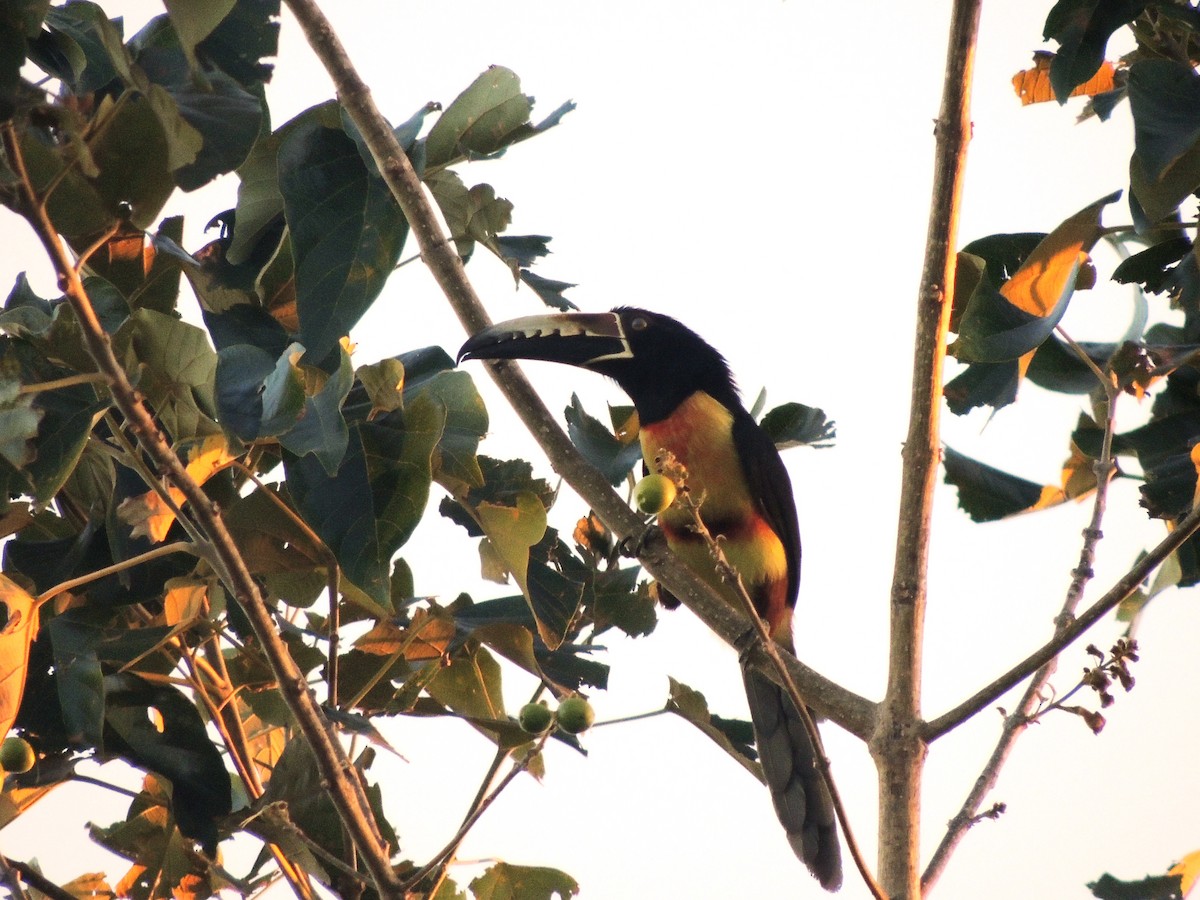 Collared Aracari - Denise McGhee