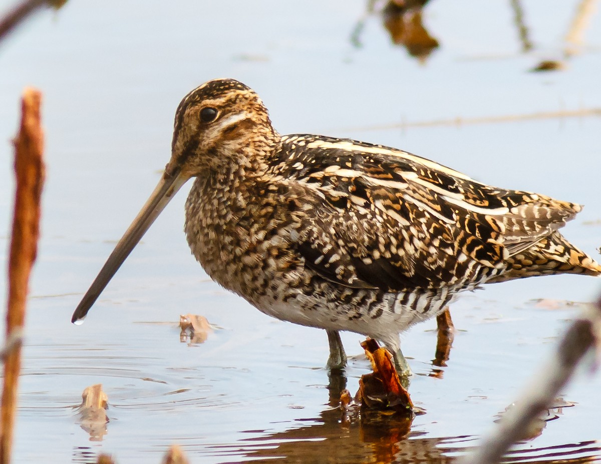 Wilson's Snipe - ML91657541