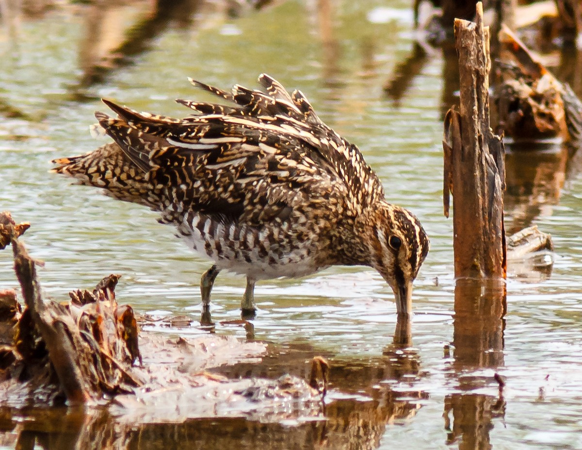 Wilson's Snipe - ML91657551