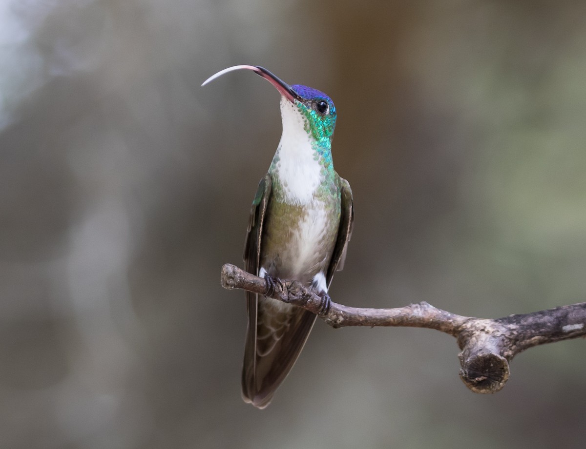 Azure-crowned Hummingbird - John Hannan