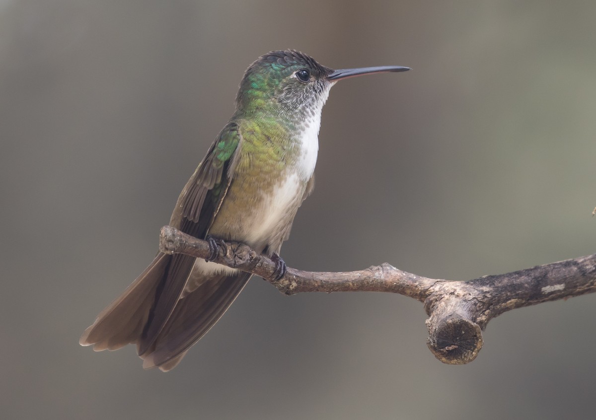 Azure-crowned Hummingbird - John Hannan