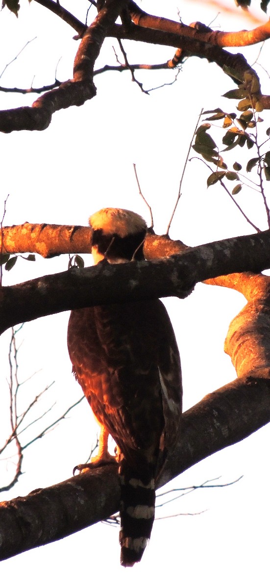 Laughing Falcon - ML91658571