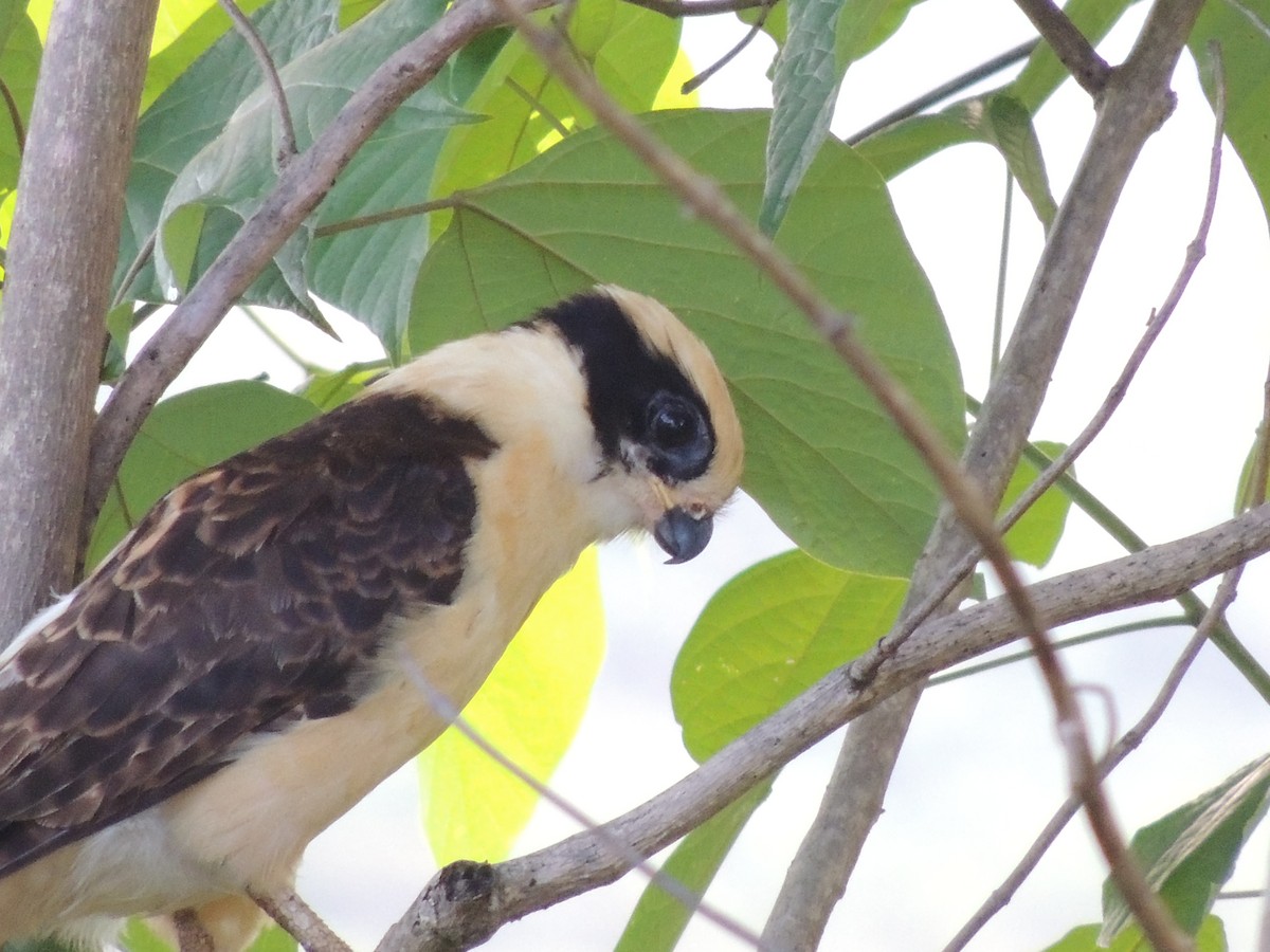 Laughing Falcon - ML91658731