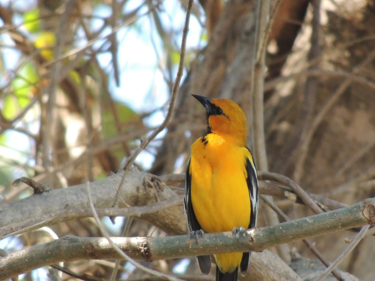 Streak-backed Oriole - ML91659651