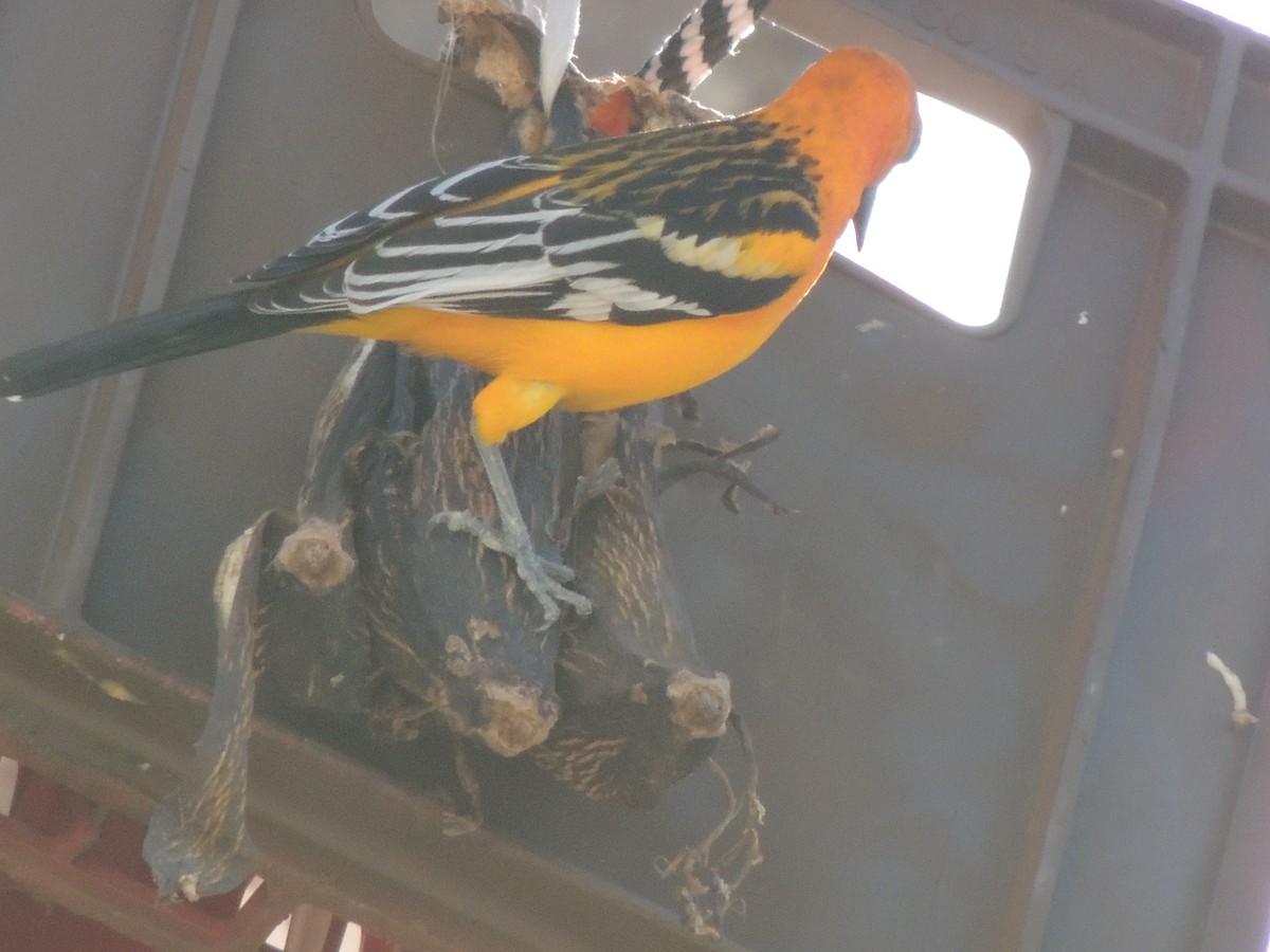 Streak-backed Oriole - ML91659711