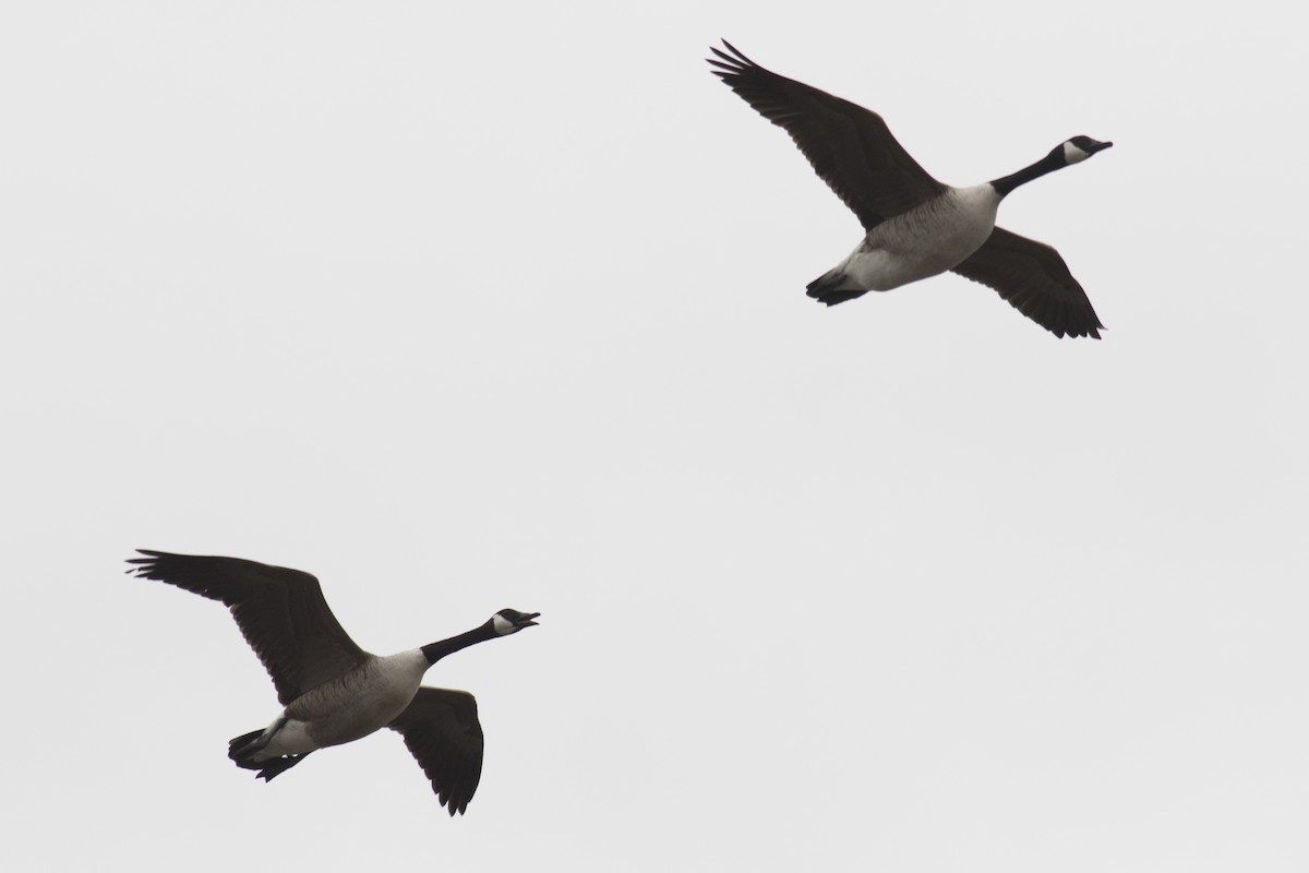 Canada Goose - ML91660561
