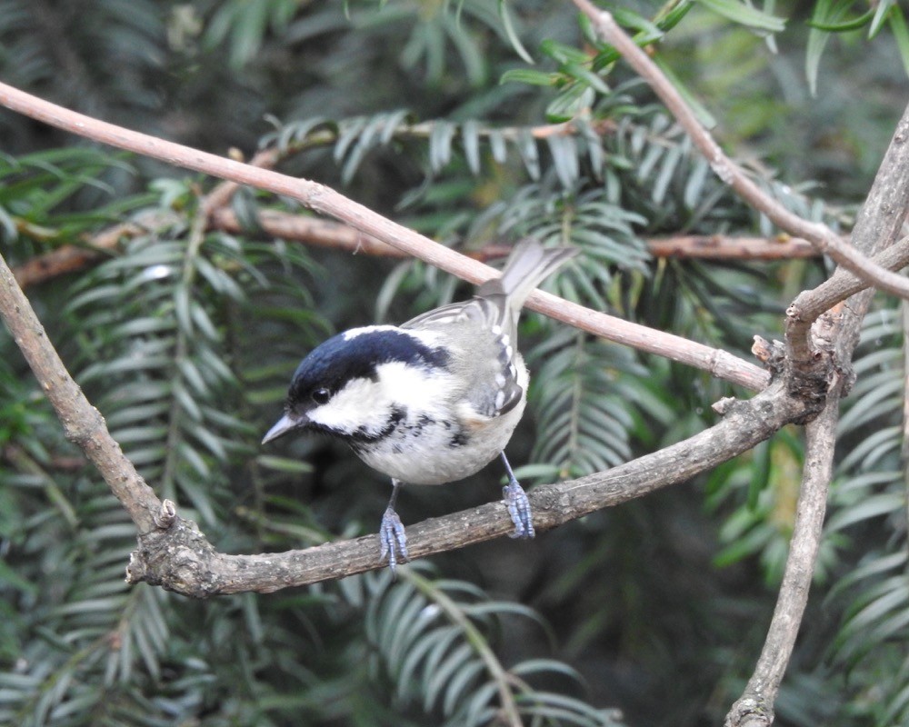 Coal Tit - ML91660691