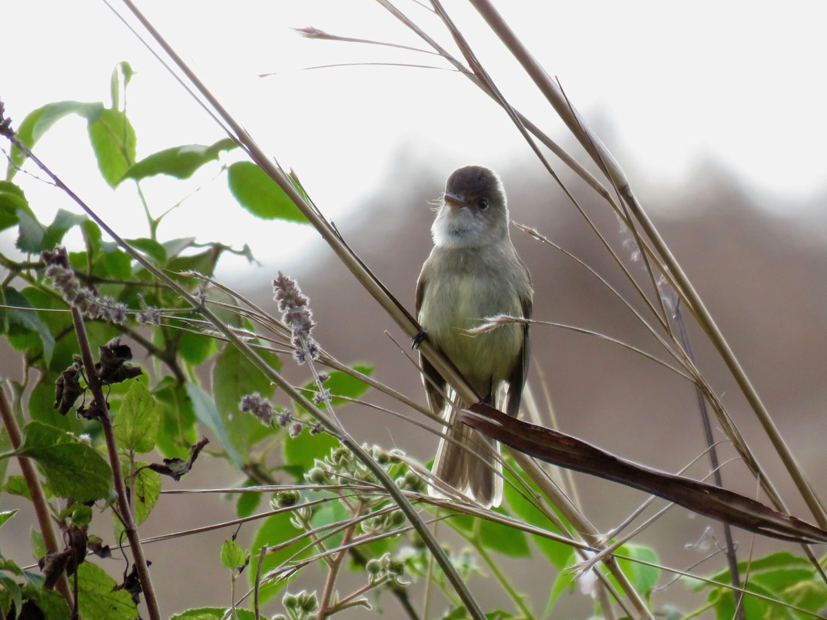 White-throated Flycatcher - John van Dort