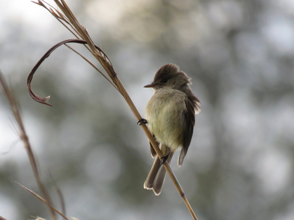 White-throated Flycatcher - John van Dort