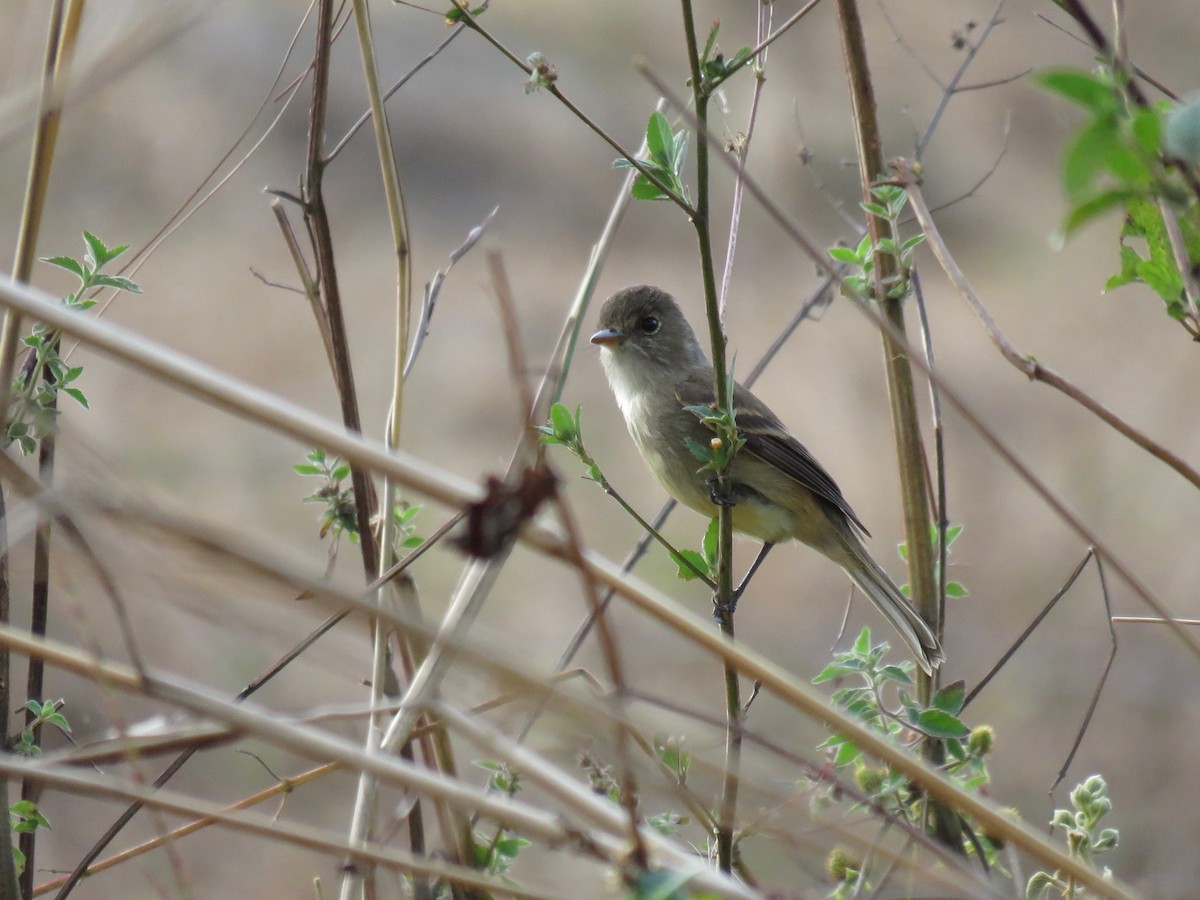 White-throated Flycatcher - ML91662021