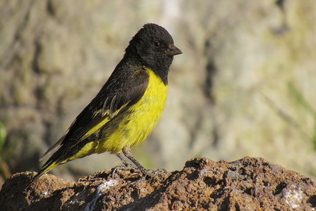 Yellow-rumped Siskin - Javier Gross