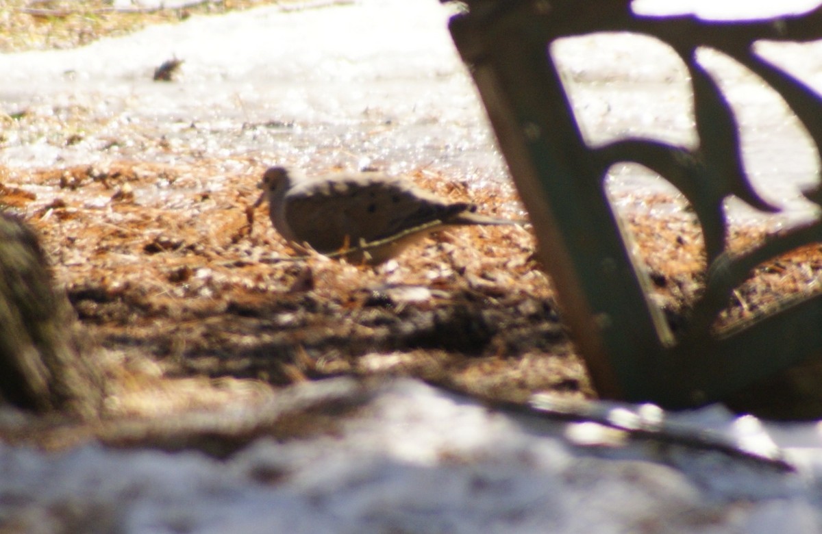 Mourning Dove - ML91664481