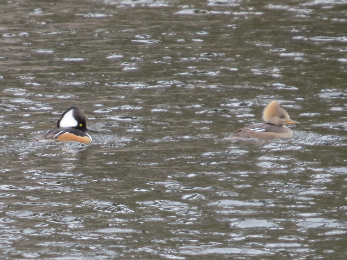 Hooded Merganser - ML91669621