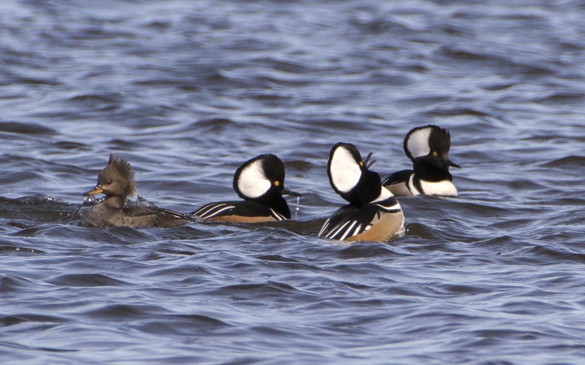 Hooded Merganser - ML91670161
