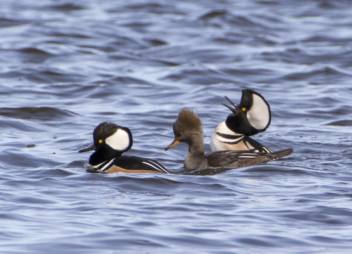Hooded Merganser - ML91670231