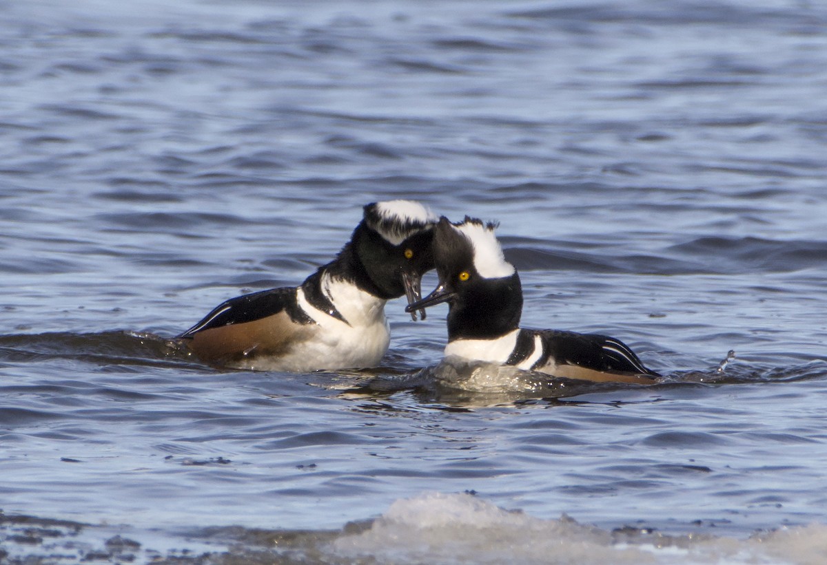 Hooded Merganser - ML91671241