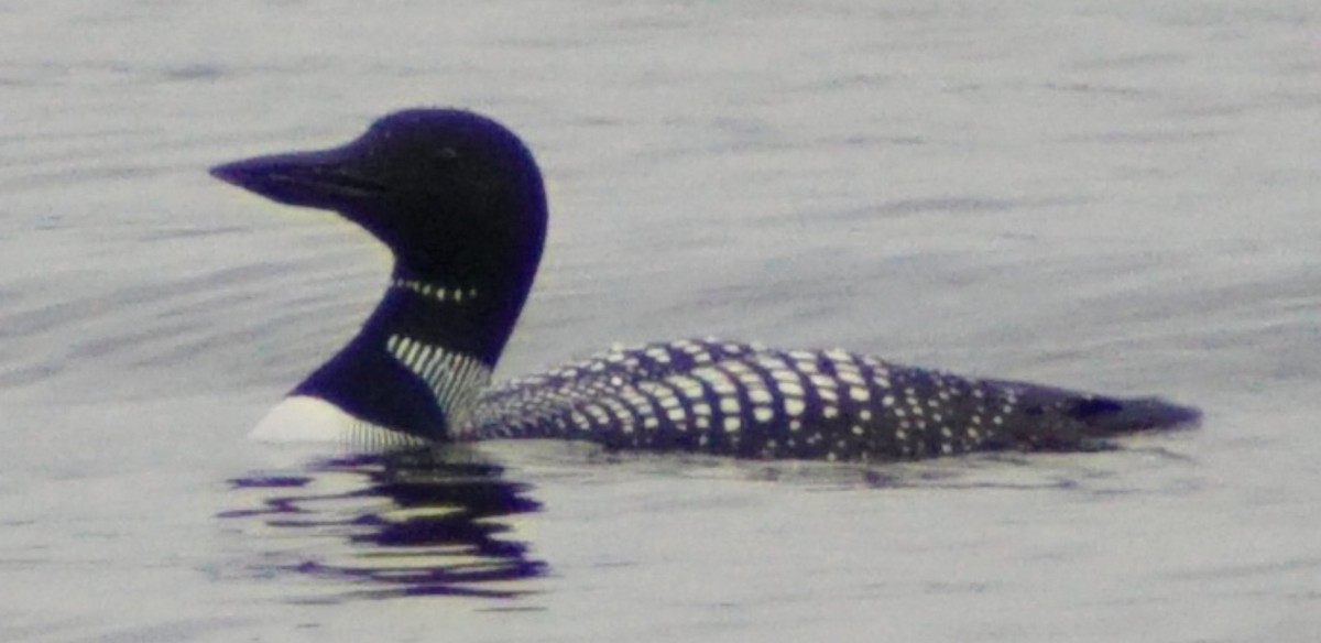 Common Loon - ML91671311
