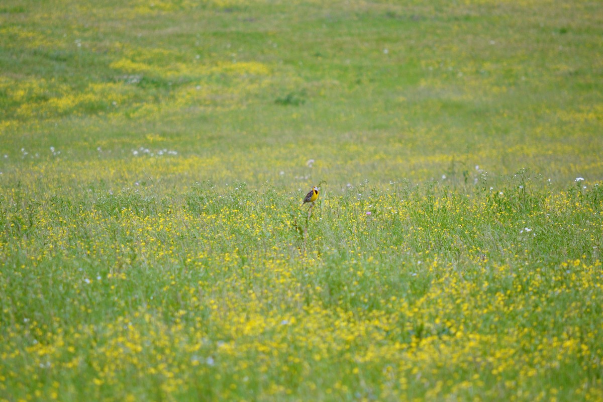 Eastern Meadowlark - ML91672951