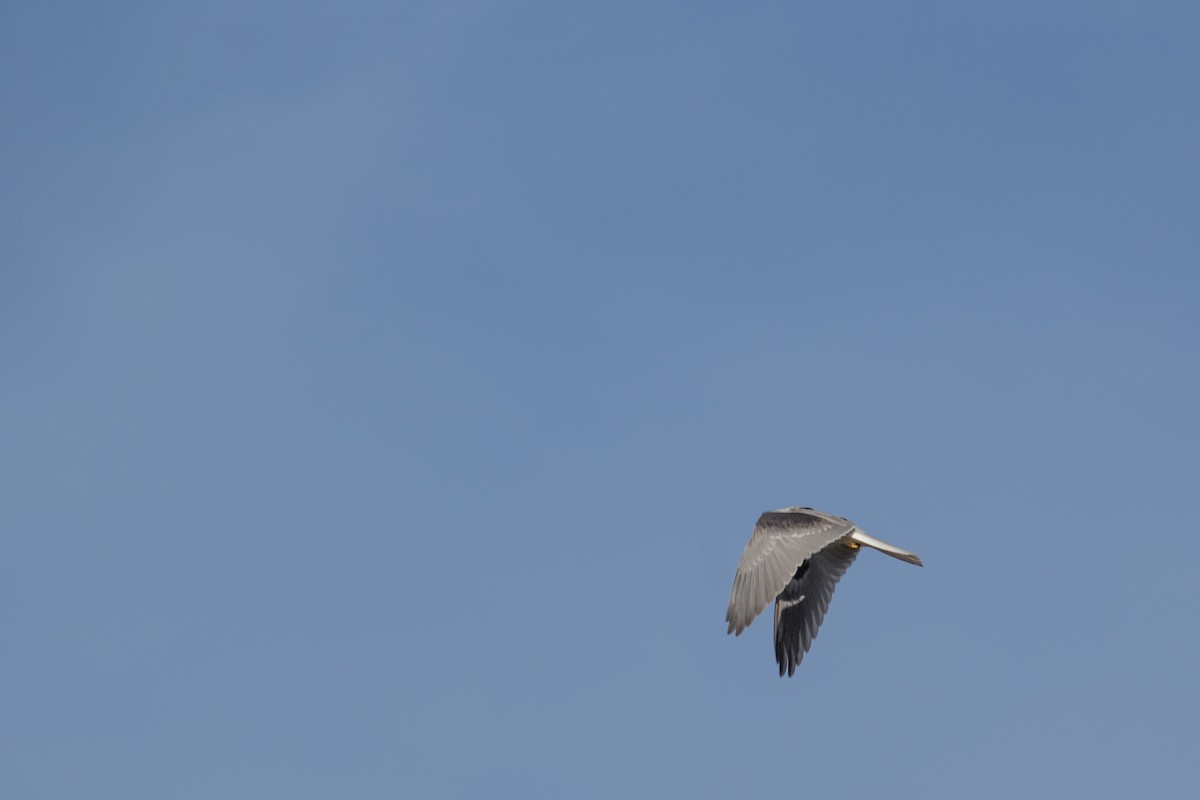 White-tailed Kite - ML91675581