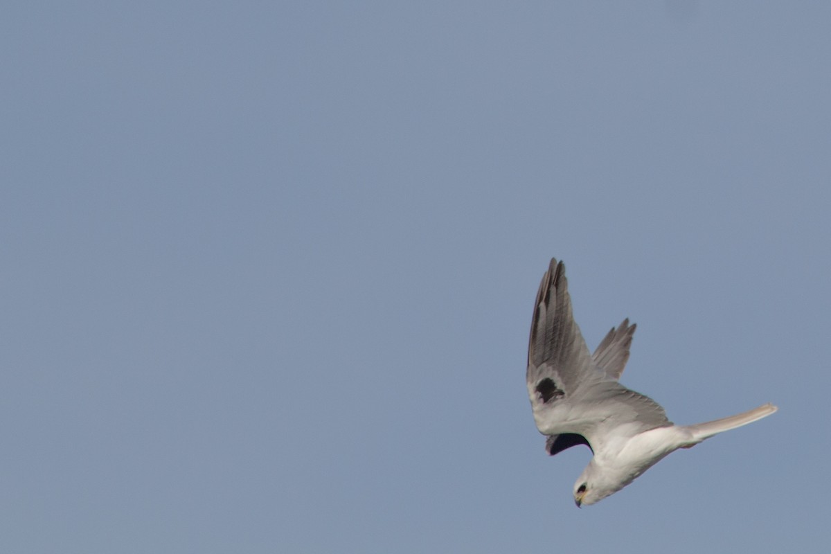 White-tailed Kite - Emily Berk