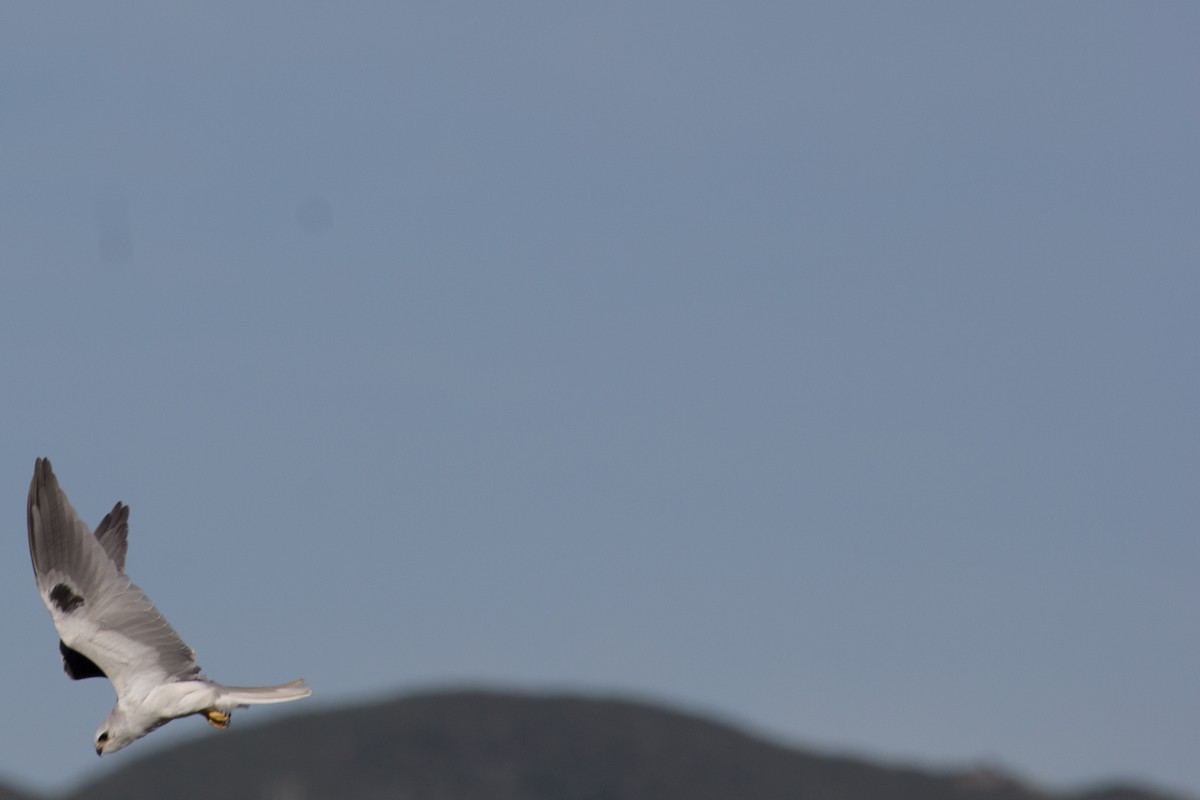 White-tailed Kite - Emily Berk
