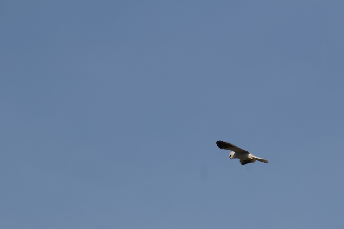 White-tailed Kite - ML91675811