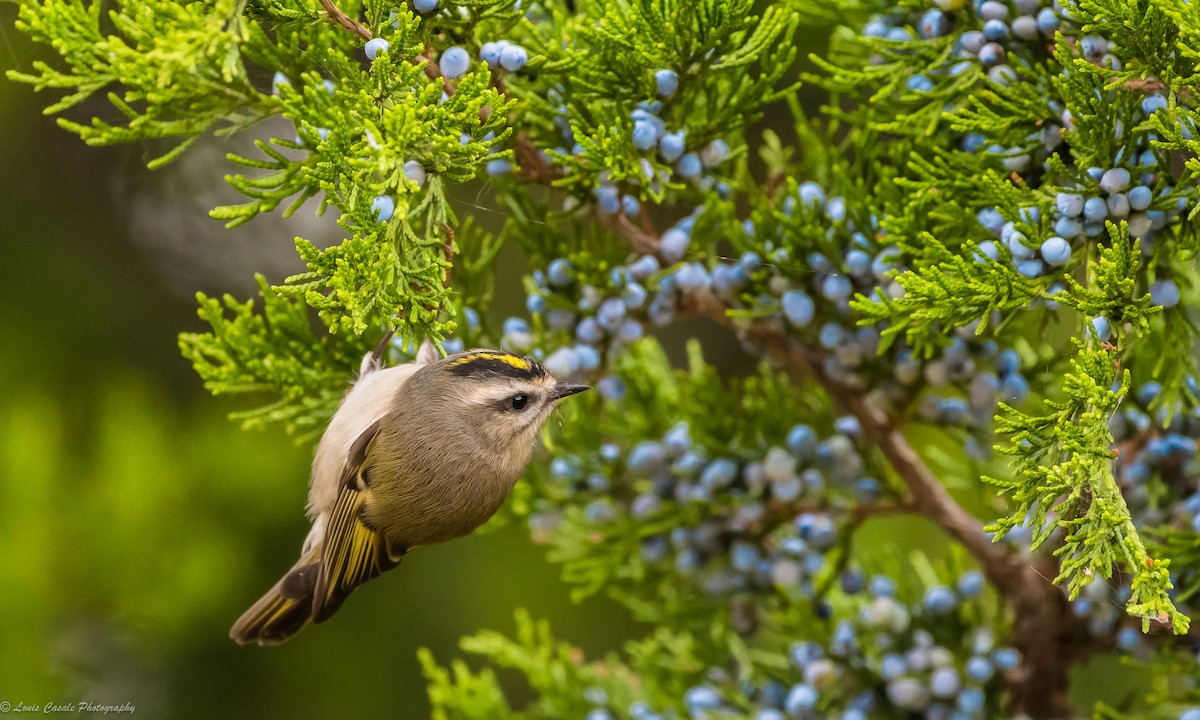 Golden-crowned Kinglet - ML91677651