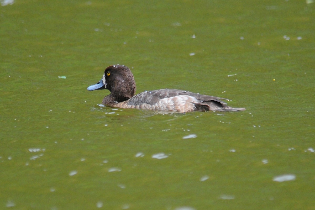 Lesser Scaup - ML91677811