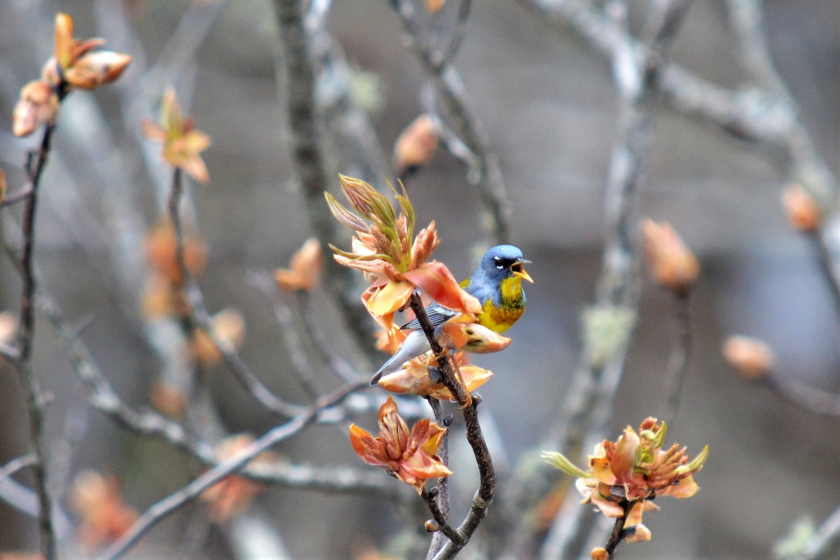 Northern Parula - Andrew Lydeard